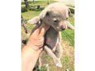 Mutt Puppy for sale in Baldwin, MI, USA