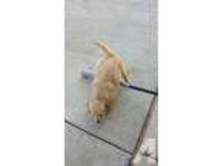Golden Retriever Puppy for sale in SAN BERNARDINO, CA, USA