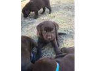 Labrador Retriever Puppy for sale in Big Bear Lake, CA, USA