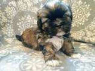 Mutt Puppy for sale in Sun River, MT, USA