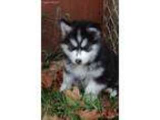 Siberian Husky Puppy for sale in Moshannon, PA, USA