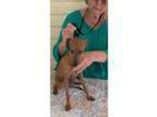 Italian Greyhound Puppy for sale in Brooksville, FL, USA