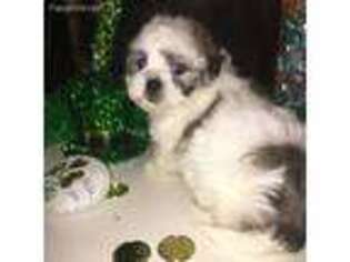 Mal-Shi Puppy for sale in Princeton, NC, USA