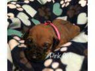 Rhodesian Ridgeback Puppy for sale in Whitewright, TX, USA