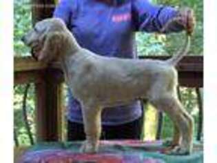 Afghan Hound Puppy for sale in Charlotte, NC, USA