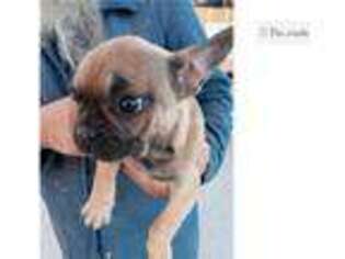 French Bulldog Puppy for sale in Pueblo, CO, USA