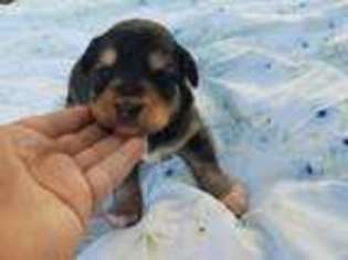 Miniature Australian Shepherd Puppy for sale in Mansfield, MO, USA
