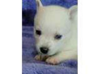 Alaskan Klee Kai Puppy for sale in Jonesborough, TN, USA