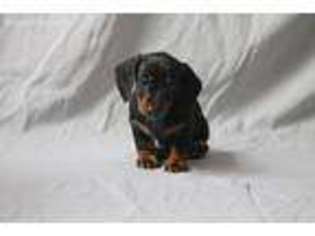 Dachshund Puppy for sale in Middleburg, PA, USA