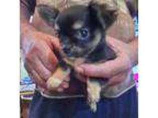 Chihuahua Puppy for sale in Peculiar, MO, USA