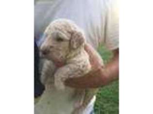 Goldendoodle Puppy for sale in Norfolk, NE, USA