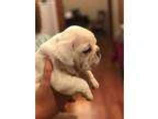 Bulldog Puppy for sale in Castlewood, VA, USA