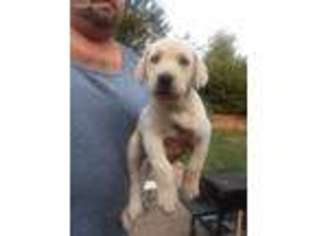 Labrador Retriever Puppy for sale in Genoa City, WI, USA