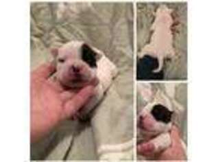 Alapaha Blue Blood Bulldog Puppy for sale in Danville, PA, USA
