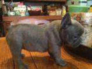 French Bulldog Puppy for sale in Goshen, NH, USA