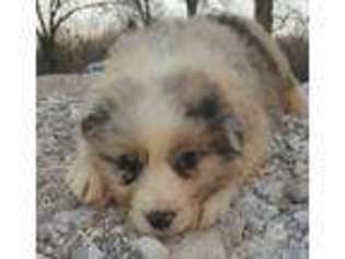 Australian Shepherd Puppy for sale in Seneca, MO, USA