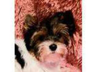 Biewer Terrier Puppy for sale in Wilmington, OH, USA