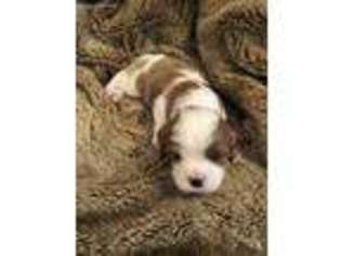 Cavalier King Charles Spaniel Puppy for sale in Petal, MS, USA