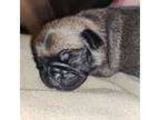 Pug Puppy for sale in Killeen, TX, USA