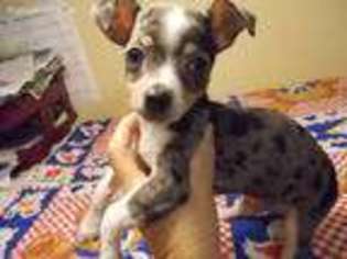 Rat Terrier Puppy for sale in Archer, FL, USA