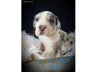 Great Dane Puppy for sale in Westfield, IN, USA