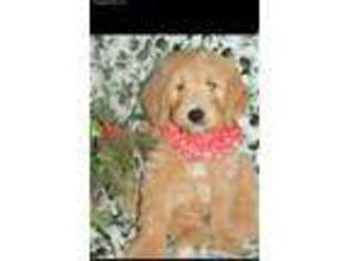 Goldendoodle Puppy for sale in Orland Park, IL, USA