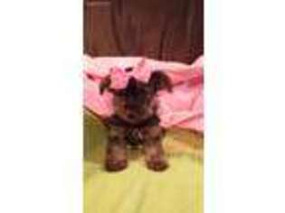 Yorkshire Terrier Puppy for sale in New London, OH, USA