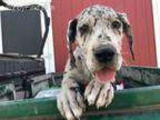 Great Dane Puppy for sale in Rock Valley, IA, USA