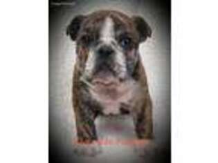 Bulldog Puppy for sale in Belpre, OH, USA
