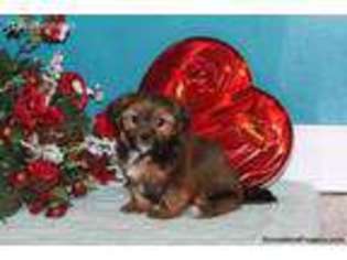 Shorkie Tzu Puppy for sale in Lititz, PA, USA