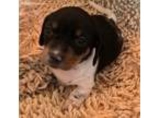 Dachshund Puppy for sale in Iredell, TX, USA