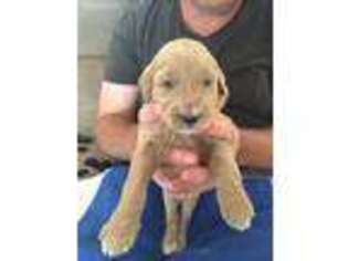 Goldendoodle Puppy for sale in The Villages, FL, USA