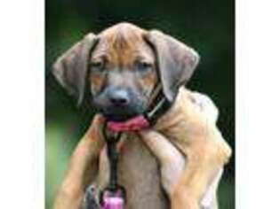 Rhodesian Ridgeback Puppy for sale in Ballston Spa, NY, USA