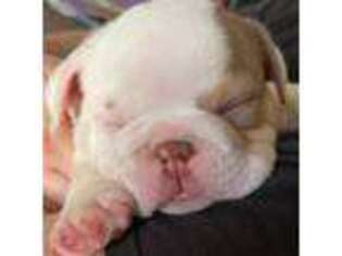 Bulldog Puppy for sale in Lexington, SC, USA