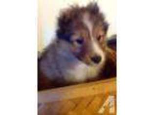 Shetland Sheepdog Puppy for sale in BULLARD, TX, USA