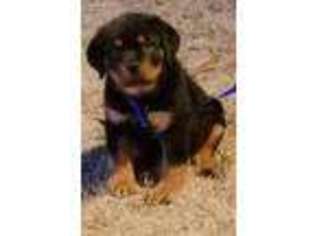 Rottweiler Puppy for sale in Glendale, AZ, USA