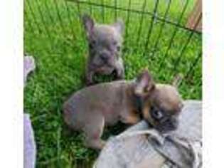 French Bulldog Puppy for sale in New Sharon, IA, USA