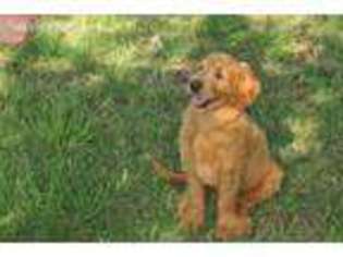 Goldendoodle Puppy for sale in Aledo, TX, USA