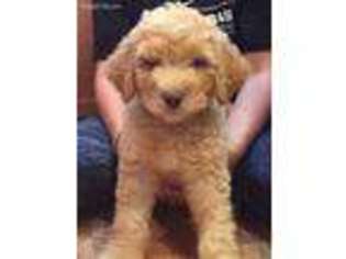 Goldendoodle Puppy for sale in Webster, NY, USA