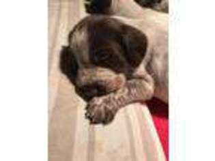 German Wirehaired Pointer Puppy for sale in Rosemount, MN, USA