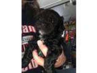 Shorkie Tzu Puppy for sale in Port Crane, NY, USA