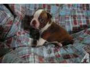 Boston Terrier Puppy for sale in MASONVILLE, NY, USA