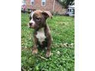 Alapaha Blue Blood Bulldog Puppy for sale in Fredericksburg, VA, USA