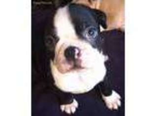Boston Terrier Puppy for sale in Stow, OH, USA
