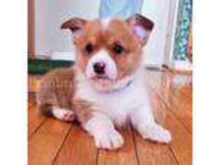 Pembroke Welsh Corgi Puppy for sale in Jessup, MD, USA