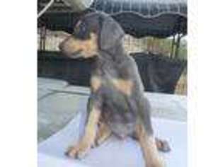 Doberman Pinscher Puppy for sale in Bonsall, CA, USA