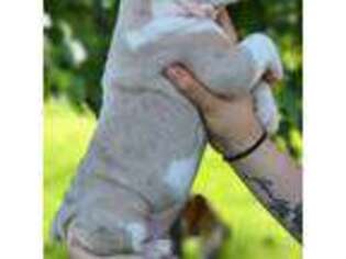 Olde English Bulldogge Puppy for sale in Emory, TX, USA