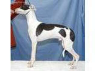 Italian Greyhound Puppy for sale in Midland, GA, USA
