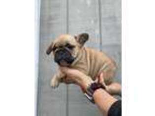 French Bulldog Puppy for sale in Hinton, VA, USA