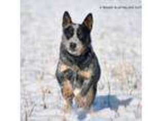 Australian Cattle Dog Puppy for sale in Riverton, WY, USA